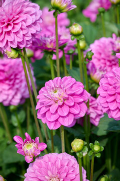 light pink dahlia Meva with flower buds and green leaves