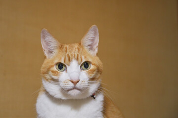 どこかを見つめる猫