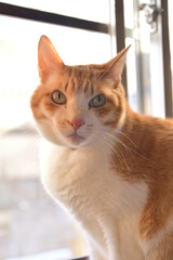 窓辺で日向ぼっこ中の猫