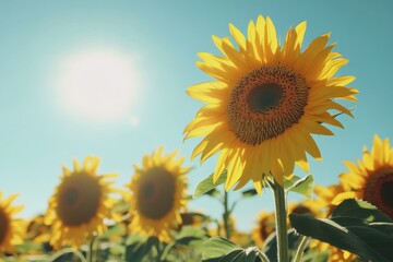 Sunflowers Embracing the Sunshine