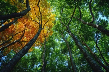 Fototapeta premium Golden and green leaves canopy, tall tree trunks.