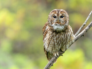 Alaca Baykuş • Tawny Owl