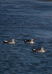 Indian spot-billed duck swimming in a Lake, Rajasthan India
