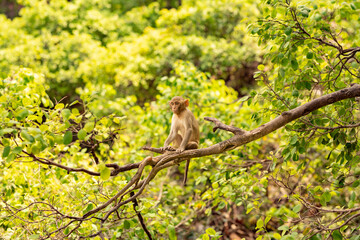 A Young Indian Monkey peacefully  sitting on a long tree branch, beautiful scene