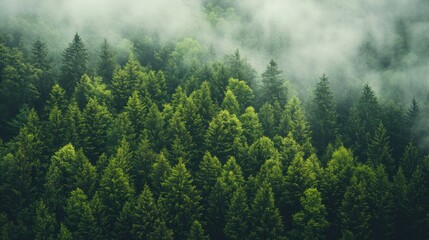 Obraz premium Misty Green Forest Canopy