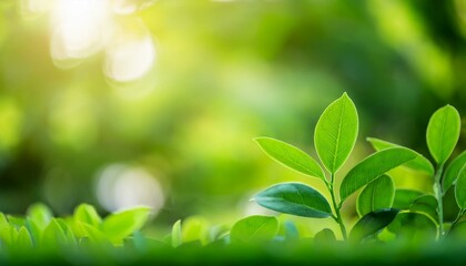 green grass background