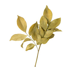 Beautiful dry murraya leaves isolated on transparent background	