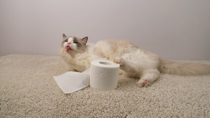 A fluffy ragdoll cat plays with a roll of white toilet paper.
