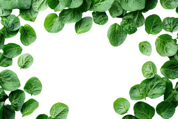 Fresh green leaves arranged in a border pattern with a white background for culinary or decorative purposes