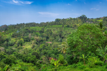 The breathtaking view features vibrant green hills, rice terraces and towering trees gracefully standing under a clear blue sky, beautifully showcasing the wonderful beauty of nature, Bali, Indonesia