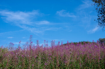 Naklejka premium Pink flowers with sky