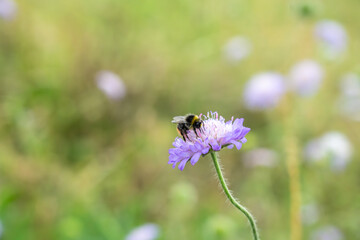 Bumblebee pollinating a blue wildflower in field with specks of pollen attached over it body bokeh background.