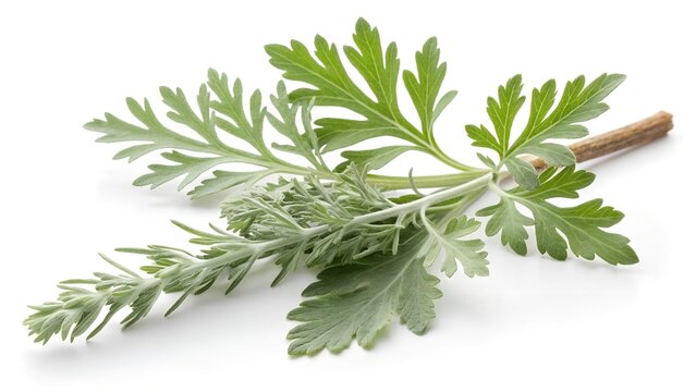 Medicinal wormwood isolated on a white background, fresh sagebrush sprig. Artemisia absinthium.

