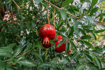 A branch of a pomegranate tree with red fruits. Pomegranate fruits on the background of juicy green foliage.  A ripe red pomegranate hangs from a lush branch with green leaves.