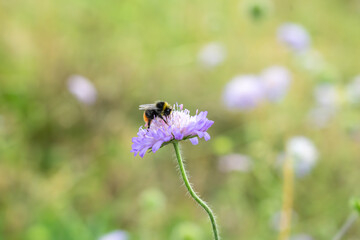 Bumblebee pollinating a blue wildflower in field with specks of pollen attached over it body bokeh background.