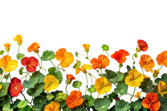 Orange and yellow nasturtium flowers with green leaves watercolor illustration isolated on Transparent Background