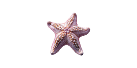 Starfish with detailed texture isolated on transparent background