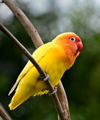 Orange and yellow parakeet