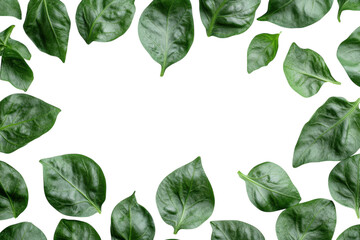 Green leaves creating a natural border on a white background suitable for decor or branding purposes