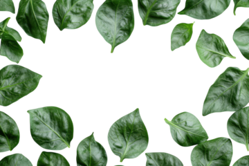 Green leaves creating a natural border on a white background suitable for decor or branding purposes