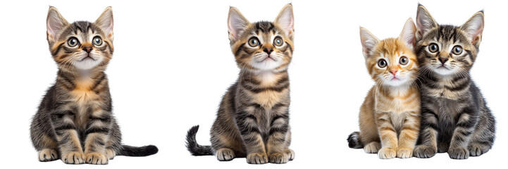 cute kittens: adorable tabby and ginger cats on transparent background