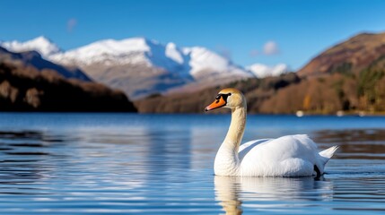 Obraz premium Majestic swan gliding through a serene lake surrounded by mountains
