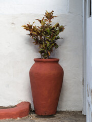Terracotta pot with ornamental plant in a rustic corner © JuanCarlos