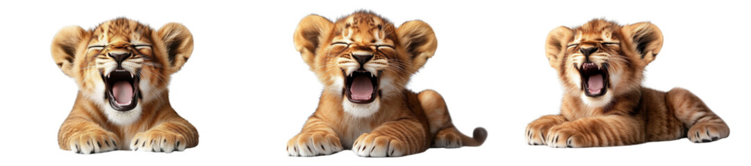 Fototapeta premium cute lion cubs yawning, trio of adorable baby lions