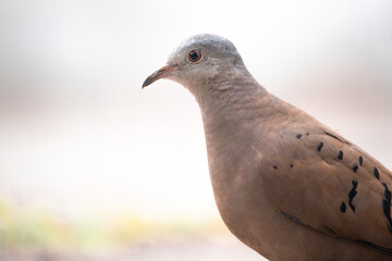 Rolinha-roxa é uma ave columbiforme da família Columbidae. Columbina talpacoti