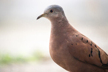 Rolinha-roxa é uma ave columbiforme da família Columbidae. Columbina talpacoti