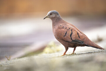 Rolinha-roxa é uma ave columbiforme da família Columbidae. Columbina talpacoti