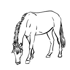 Grazing horse isolated, Hand drawn illustration of farm animal, Vector sketch
