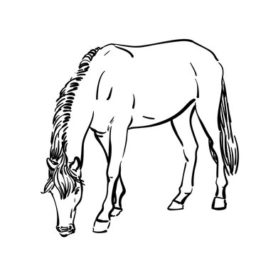 recommend clip art: Grazing horse isolated, Hand drawn illustration of farm animal, Vector sketch