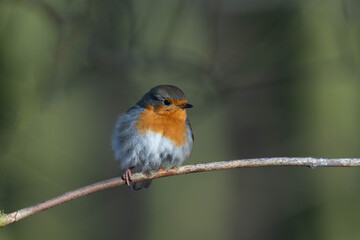 European robin (Erithacus rubecula) on a tree branch