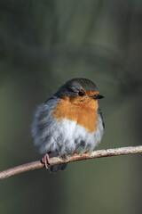 Fototapeta premium European robin (Erithacus rubecula) on a tree branch
