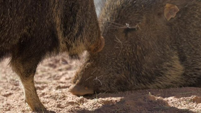 This video shows a pair of Chacoan peccary pigs (or &ldquo;tagua&rdquo;) nuzzling snouts.