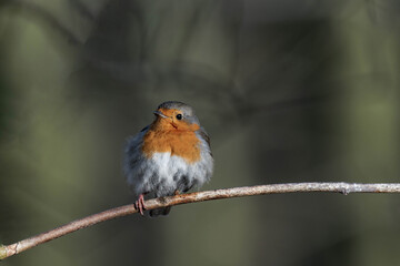 European robin (Erithacus rubecula) on a tree branch
