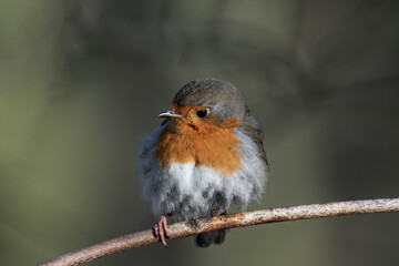 European robin (Erithacus rubecula) on a tree branch