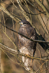 Common buzzard (Buteo buteo) sitting on a tree branch