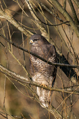Common buzzard (Buteo buteo) sitting on a tree branch