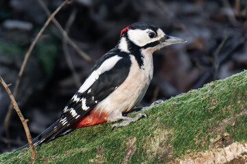 Male great spotted woodpecker (Dendrocopos major)