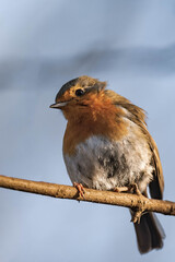 European robin (Erithacus rubecula) on a tree branch