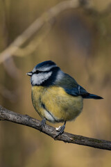 Eurasian blue tit (Cyanistes caeruleus) sitting on a tree branch