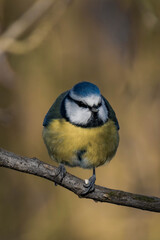 Eurasian blue tit (Cyanistes caeruleus) sitting on a tree branch