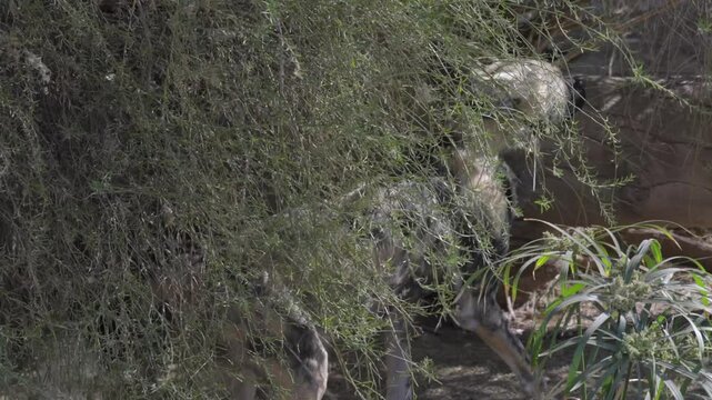 This video shows a painted wild dogs itching itself on brush in an African environment.
