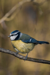 Eurasian blue tit (Cyanistes caeruleus) sitting on a tree branch