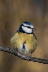 Eurasian blue tit (Cyanistes caeruleus) sitting on a tree branch