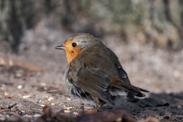 European robin (Erithacus rubecula) standing on the ground
