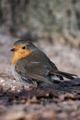 European robin (Erithacus rubecula) standing on the ground