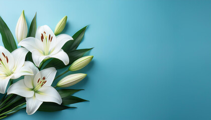 delicate white lilies with green leaves on a light blue historical past with copy area
